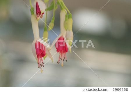 fuchsia, bloom, blossom 2906268