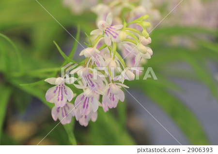 微距攝影 丁香花 蘭科 2906393