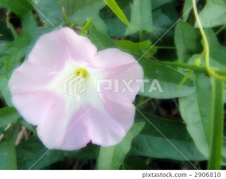 Hirao Gao Hirao Gao 2906810