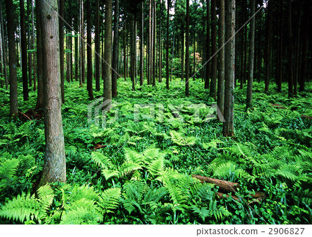 Cedar trees and ferns Cedar trees and ferns 2906827