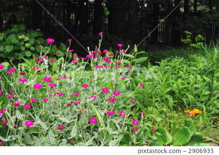 June caterpillars · nadesico family 07 June caterpillars · nadesico family 07 2906935