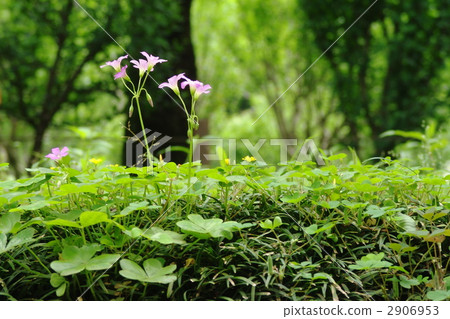 June Murasaki Katabami和卡特彼勒11 2906953