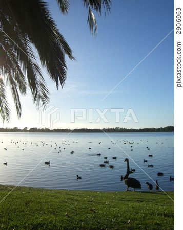 Black birds in Perth, Lake Mongar Black birds in Perth, Lake Mongar 2906963