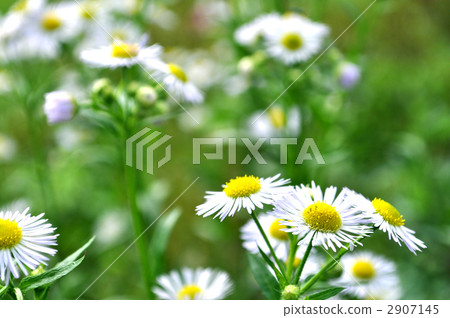  White flower 2907145