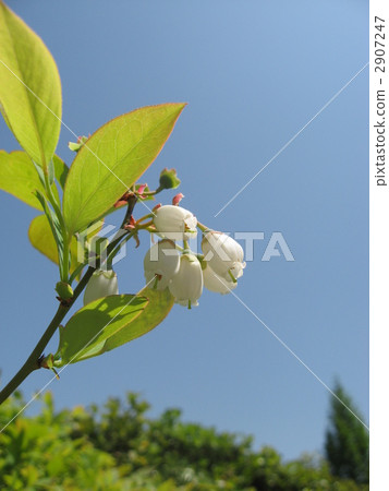 Iwananten Sei 2907247