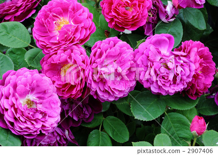 吉普賽男孩 吉普賽男孩 2907406