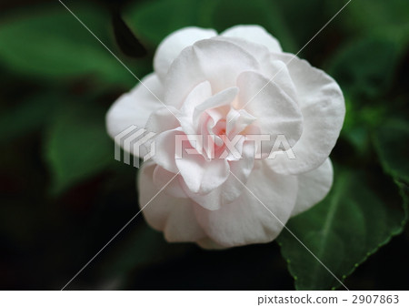 雙綻放鳳仙花的花朵 2907863