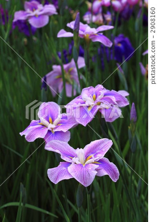 在igo屋的周圍，鳶尾花盛開 2908160