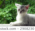 Summer green and kitten 2908230