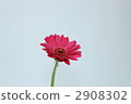 非洲菊 花朵 花 2908302
