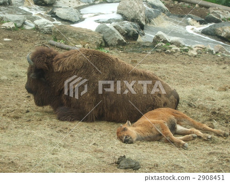 美洲野牛 2908451