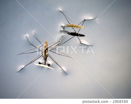 水黽 水黽 2908580