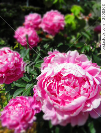 中國牡丹 花朵 花 2908868