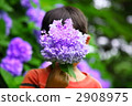 Hydrangea with stinging hydrangea 2908975