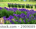 鳶尾花園 2909089
