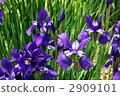 鳶尾花園 2909101