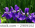 鳶尾花園 2909102