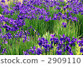 鳶尾花園 2909110