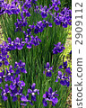 鳶尾花園 2909112