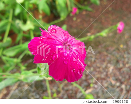 Rain and drunkeness 2909158