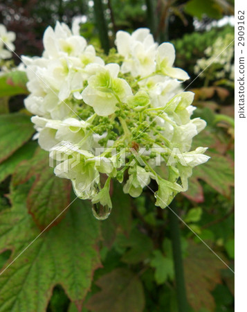 Kashiwaha Hydrangea Kashiwaha Hydrangea 2909162