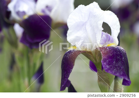 German iris 2909256