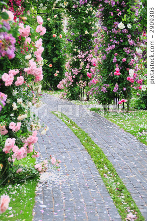 A path of a rose garden 2909303