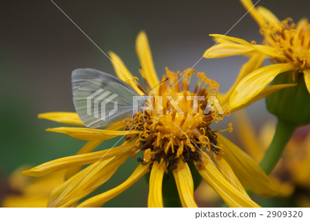 Tsubaki和Monsieuri 2909320