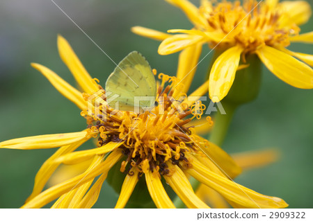 Tsubaki和Monsieuri 2909322