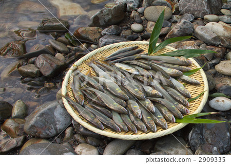 捕獲的天然香魚 2909335