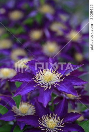 鐵線蓮 紫色 花園 2909435