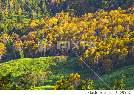 Forest of autumn leaves Forest of autumn leaves 2909502