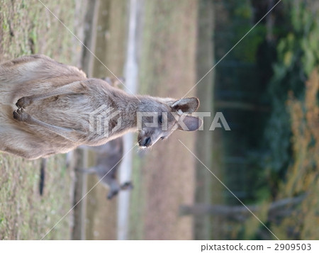 Kangaroo Kangaroo 2909503