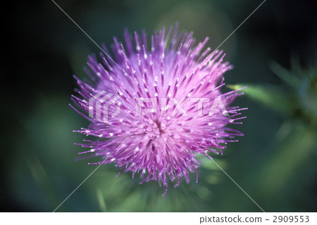 67970 Thistle 67970 Thistle 2909553