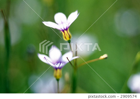 67997乳頭 67997乳頭 2909574