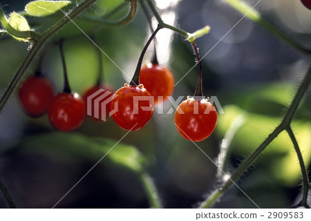 68004棕色豐滿 2909583