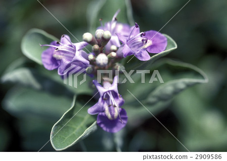 68007 Hamagawu 2909586