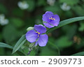 Purple giant grass 2909773