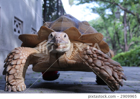 giant tortoise, turtle 2909965