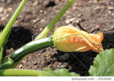 zucchini zucchini 2910089