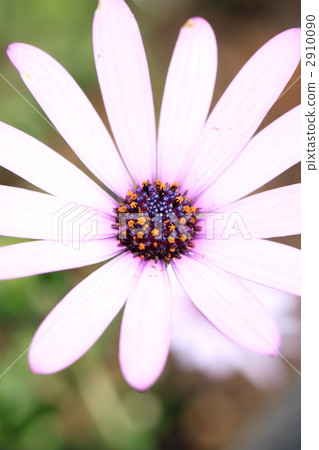 Osteoporum Osteoporum 2910090