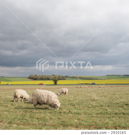 英國綿羊 英國綿羊 2910165