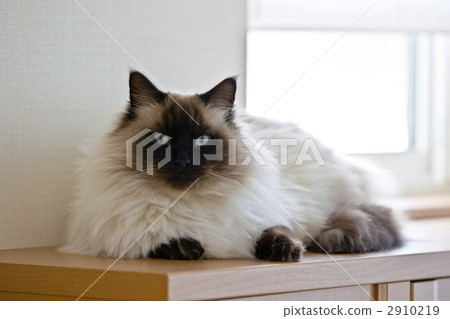 rag doll, cat, pet 2910219