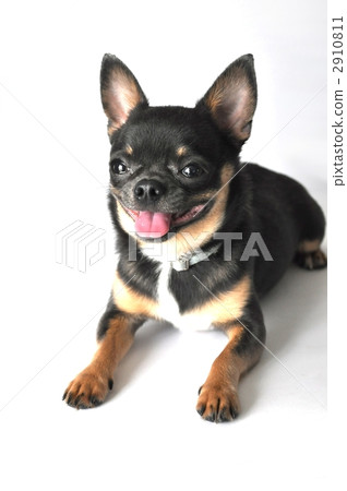 光滑的外套奇瓦瓦 短而貼的毛 小型犬 2910811