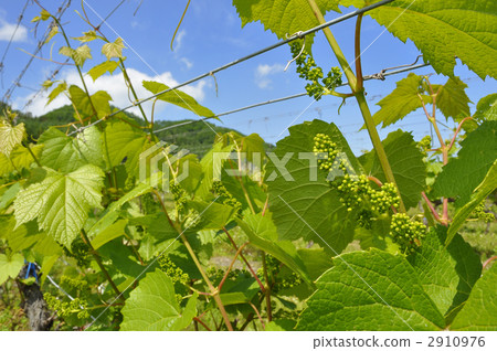 Bud of grapes for brewing Bud of grapes for brewing 2910976
