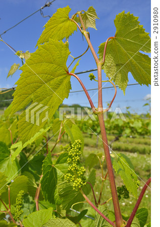 Bud of grapes for brewing 2910980