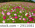 cosmos field, flower garden, flower field 2911081