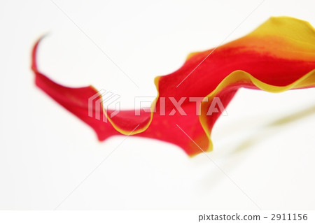 Gorosa花瓣 2911156