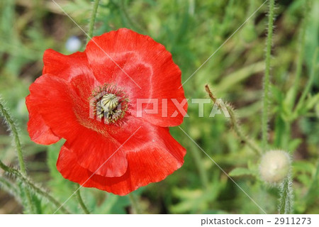 罌粟 2911273