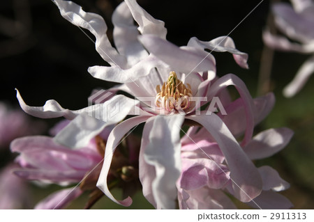 星花木蘭 星花木蘭 2911313